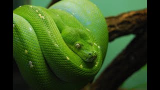 10 Deadliest Snakes on Earth