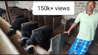 Ranebennur sheep farm | 110 sheep capacity farm | Karnataka