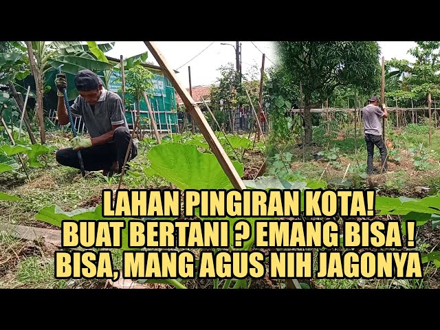 LAHAN DIPINGGIRAN KOTA!!! BUAT BERTANI! EMANG BISA ? BISA !  MANG AGUS NIH JAGONYA class=