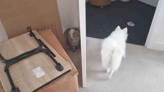 Dog chasing cats around the house