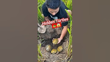 Hidden Turtles | 🐢😱 #facts #turtle #viral #shorts