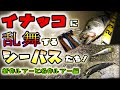 イナッコに乱舞するシーバス達！- 新作ルアーと名作ルアー編 - 東京湾奥イナッコパターン