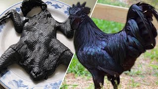 TERNYATA DAGING TERMAHAL BERASAL DARI HEWAN INI, Ada Dari Indonesia?