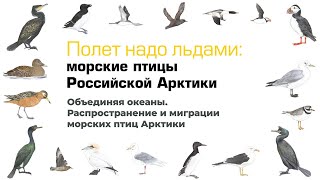 Объединяя океаны. Распространение и миграции морских птиц Арктики