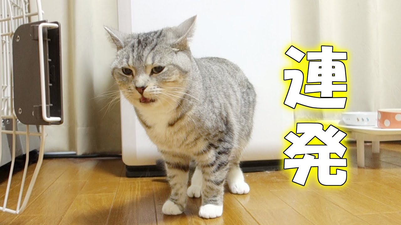 猫が床の匂いでフレーメン反応を連発している The Cat Shows Flehmen Response Many Times Youtube