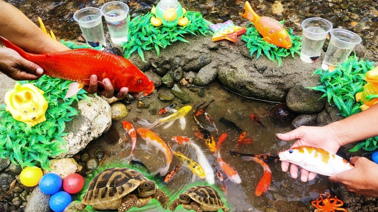 Find real lobsters in rivers, ornamental fish, turtles, betta fish, koi ...