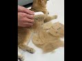 🙀部屋中の猫毛が激減!?話題のスプレーブラシ検証 #猫 #猫好き
