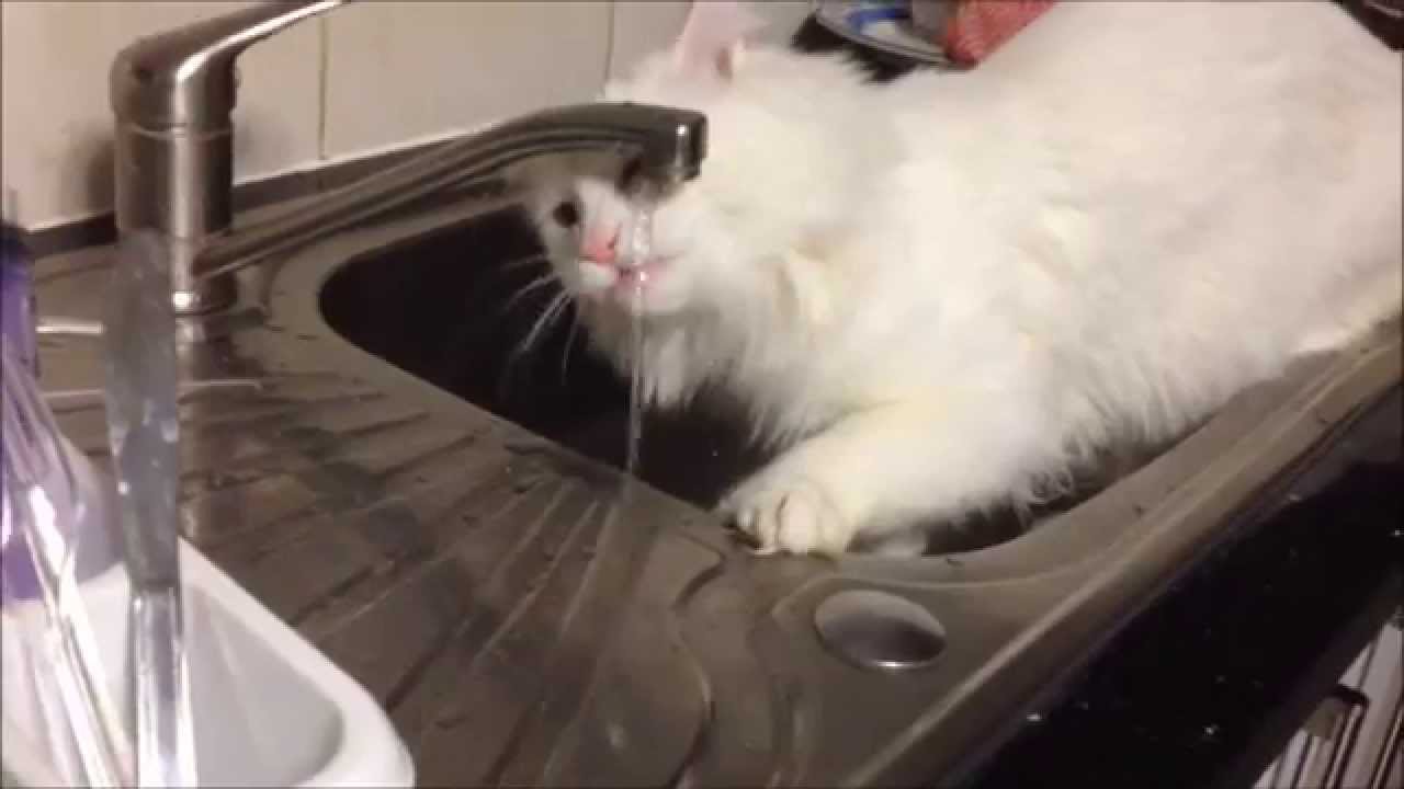 Cat drinking water from tap 