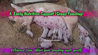 Full Pig farming: 9 practical priorities for piglets management News