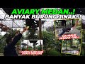 WOW..! AVIARY MEDAN.. LEBIH LUAS DARI AVIARY DEHAKIMS. BANYAK BURUNG JINAKNYA..!