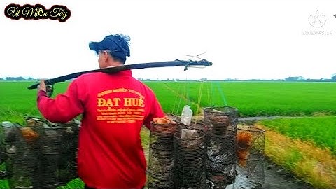 Đặt Lợp Ếch Dưới Mương Nước Gom Vũng Mồi Cá Sống Chạy Quá Êm #ÚtMiềnTây