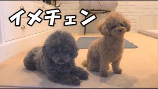 パパに内緒で犬をイメチェンしました【パパの反応】