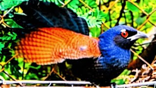 Relax with wild Gentle Coucal come to visit Raise birds 2nd time makes more  familiar, friends, screenshot 2