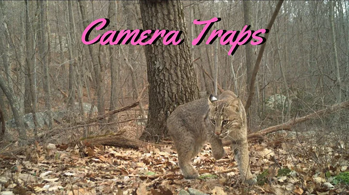 Camera Traps: The eyes and ears of our forest