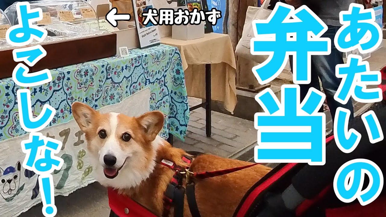 大はりきりで買い物する爆食コーギーがかわいすぎた！
