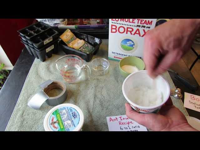 Borax Ant Killer Sugar Bait for Vegetable Gardens: Make Your Own - The Rusted Garden 2104 class=