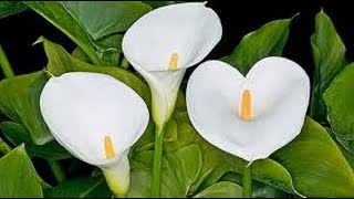 Cómo cultivar la Flor de Cala o Cartucho - TvAgro por Juan Gonzalo Angel -  YouTube