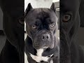 Cute puppy 🥰 🤩 ytshorts #humor #like #animals #chihuahua #perros #dog #funny