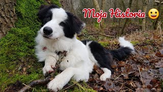 Moje pierwsze dni w nowym domu,jak to wyglądało @bordercolliemonio #bordercollie #monio #dog #hund