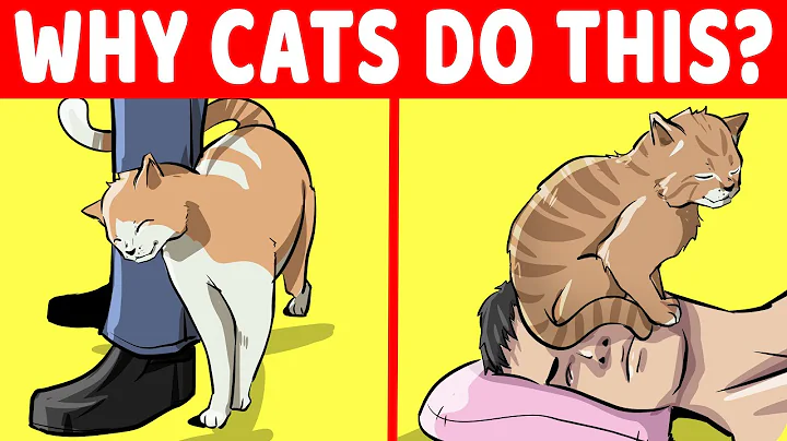 15 Strangest Cat Behaviors Explained - DayDayNews