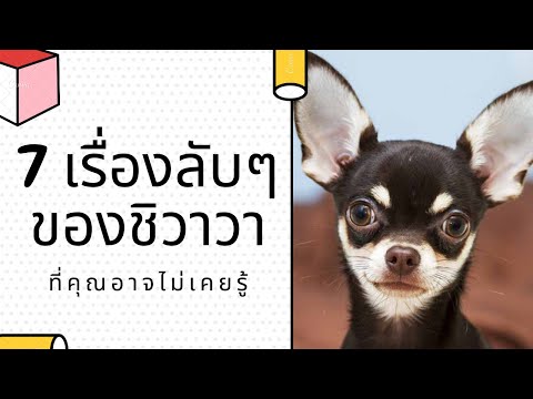 7 เรื่องลับๆ ของสุนัขพันธุ์ชิวาวา ที่คุณอาจไม่เคยรู้