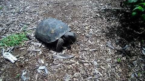 Gopher Tortoise - Jupiter Lighthouse Trail