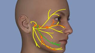 Understanding Facial Palsy