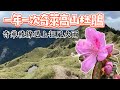 南投/合歡山/武嶺/小奇萊/登上奇萊主北 賞一年一度高山杜鵑, 終於登上奇萊崚線卻遇上狂風大雨?