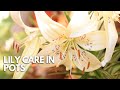 How to care for lilies grown in pots  balconia garden