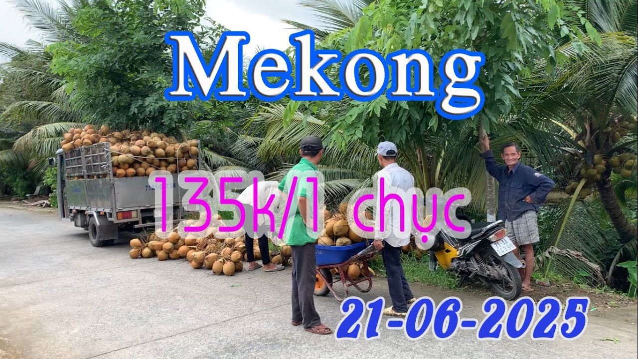 Dừa Xiêm Đỏ tiếp tục giữ giá cao mùa mưa, Công ty Mekong thu tại vườn ngày 21-06-2025: 135k/1 chục.