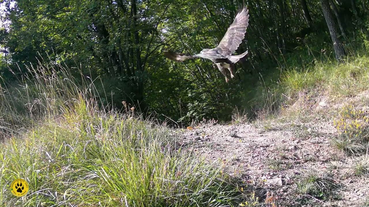 Autunno 2025_Osservatorio Lupi Val D'Enza
