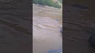 Firulay El Perro Buso