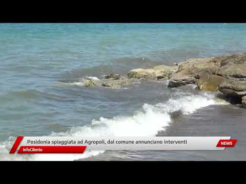 Posidonia spiaggiata ad Agropoli, dal comune annunciano interventi