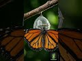Monarch Butterfly Metamorphosis Time-Lapse 🦋✨ | Macro Nature #timelapse #nature