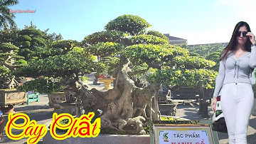 Tác phẩm Thiên Trụ và dãy cây Tiền tỷ tại Triển lãm Bắc Ninh