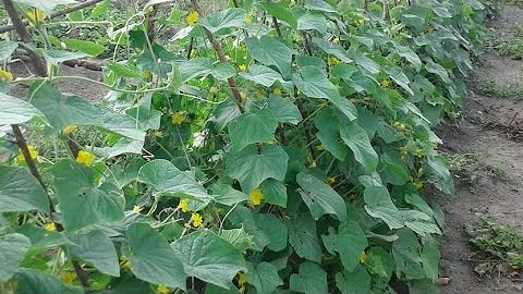 Como cultivar pepino em horta?