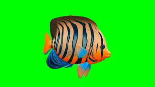 Vidio animasi gren screen ikan berenang#1