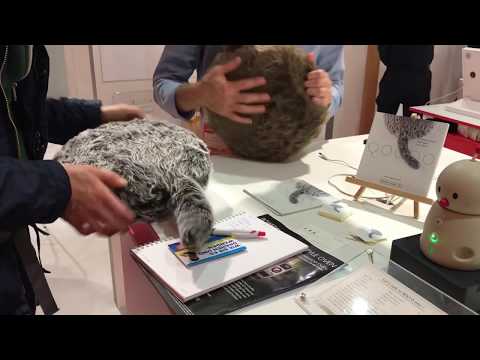 Qoobo At IFA Berlin 2019 A Pet Therapeutic Robot