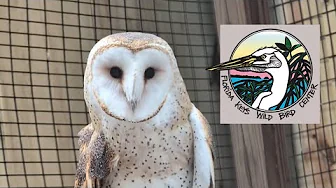 Touring Florida Keys Wild Bird Center - and a bonus dining review