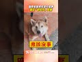 調皮柴回家失誤卡鐵網　尷尬「討救兵」笑翻｜TVBS新聞 #shorts