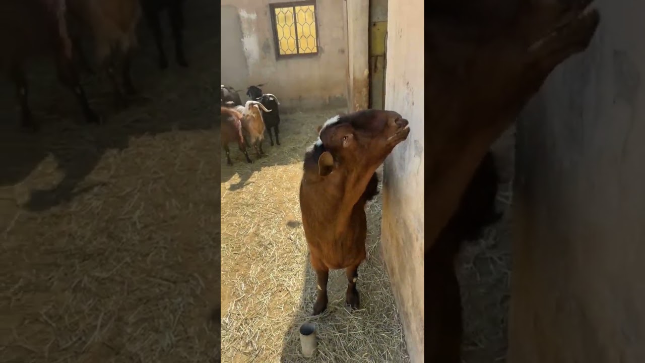 #Shawarma#Falafel#Hummus#Kebabs#Mansaf#Kunafeh #Baklava#GormehSabzi (Iranian herb stew)#Mujaddara