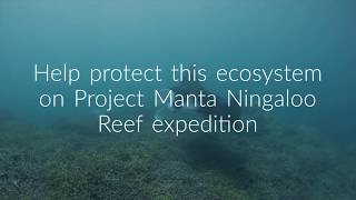 Project Manta Ningaloo Reef Expedition