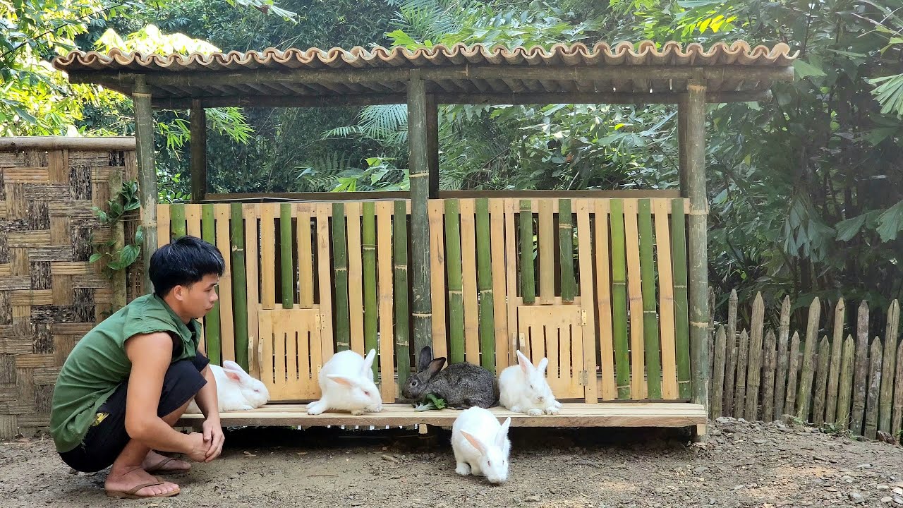Start Building Rabbit Cages And Take Rabbits To Farm In The Forest