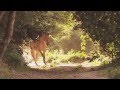 Wild Mustang | German / Deutscher Trailer