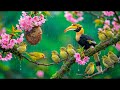 🌿 Only 5 Minutes Can Change Your Mood | Calm Piano with Peaceful Bird Sounds for Stress Relief 🕊️✨