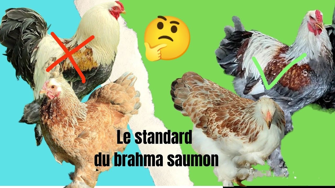 standard chez la poule brahma