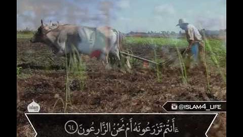 سورة الواقعه ايه 63-70 - قران
