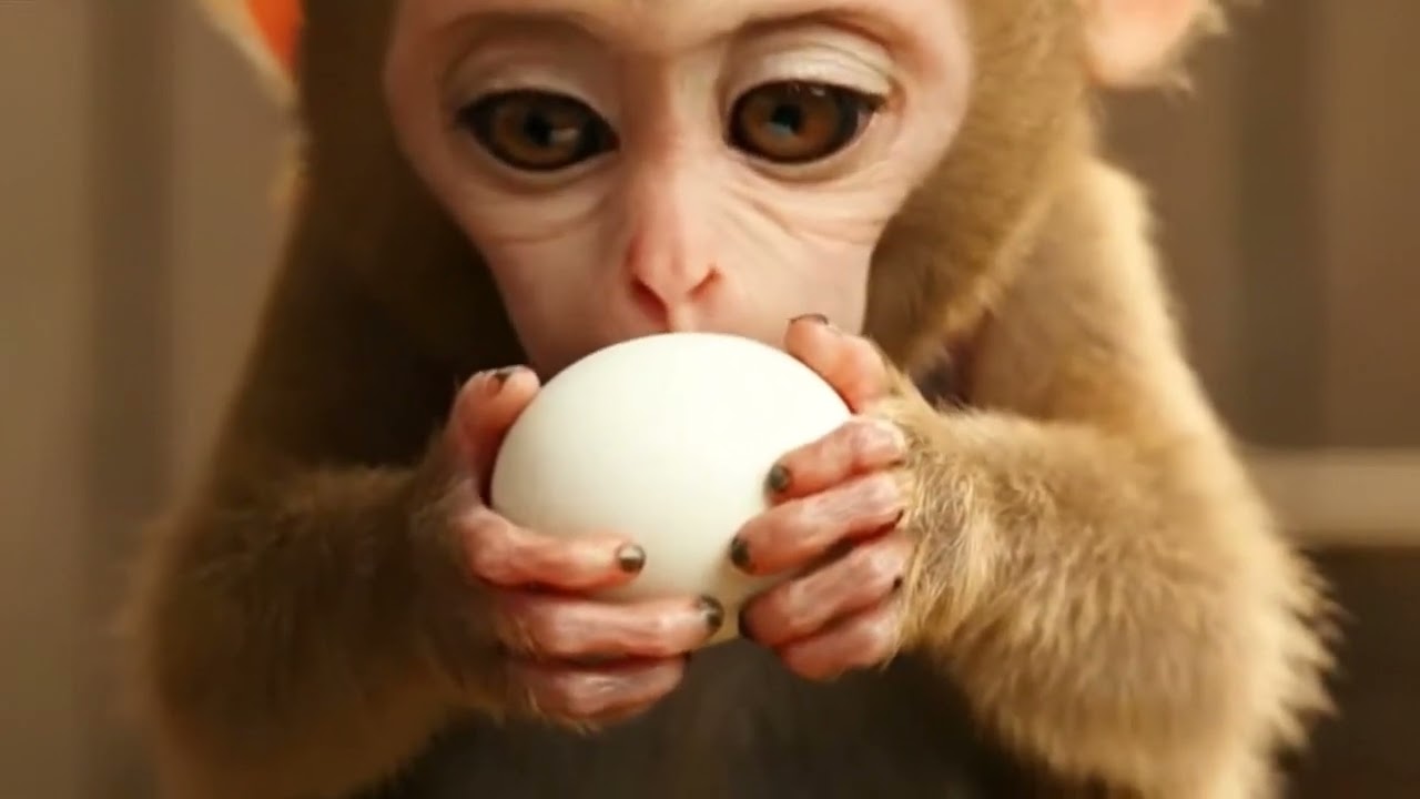 Coco & Na Na: The Egg Harvest Lesson ⭐ - Fun Farm Adventure!