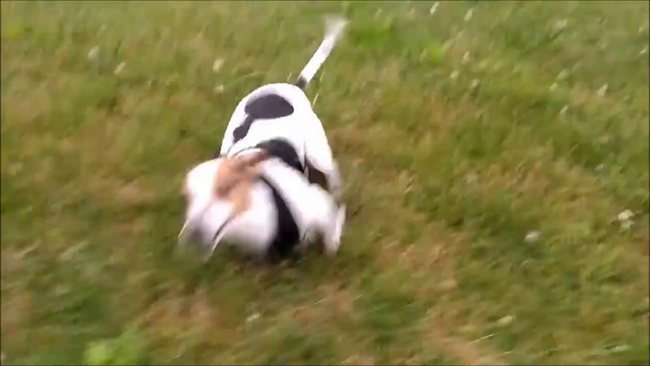 VERY fast doggo running at incredible hihg speed - YouTube
