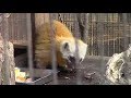 食事をするホンドテン（井の頭自然文化園）Japanese marten Feeding Time